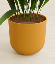 Load image into Gallery viewer, Sunset Orange stand:all
