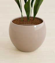 Load image into Gallery viewer, Desert Brown stand:all
