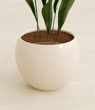 Load image into Gallery viewer, Shiny EggWhite stand:all
