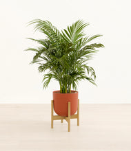 Load image into Gallery viewer, Earth Red stand:bamboo
