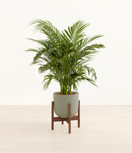 Load image into Gallery viewer, Sage Green stand:walnut
