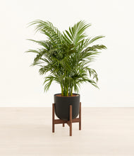Load image into Gallery viewer, Stone Black stand:walnut
