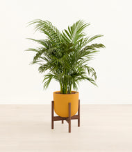 Load image into Gallery viewer, Sunset Orange stand:walnut
