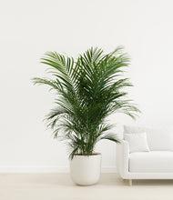 Load image into Gallery viewer, Natural Bamboo
