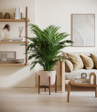 Load image into Gallery viewer, Sandy Pink stand:walnut
