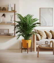 Load image into Gallery viewer, Sunset Orange stand:walnut

