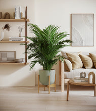 Load image into Gallery viewer, Sage Green stand:bamboo
