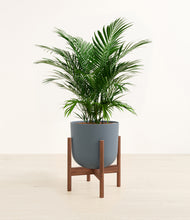 Load image into Gallery viewer, Iron Gray stand:walnut
