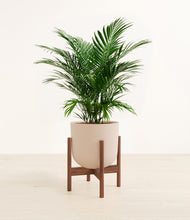 Load image into Gallery viewer, Sandy Pink stand:walnut
