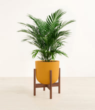 Load image into Gallery viewer, Sunset Orange stand:walnut
