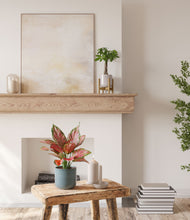 Load image into Gallery viewer, Frosted Pine stand:one_stand
