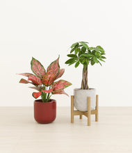 Load image into Gallery viewer, Candy Cane stand:one_stand
