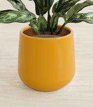 Load image into Gallery viewer, Mustard stand:all
