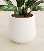 Load image into Gallery viewer, White stand:all
