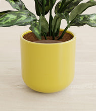 Load image into Gallery viewer, Key Lime Yellow stand:all
