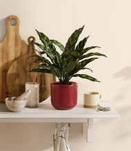 Load image into Gallery viewer, Striped Cherry Red
