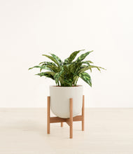 Load image into Gallery viewer, Natural Bamboo stand:bamboo
