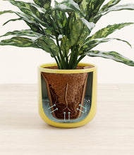 Load image into Gallery viewer, Key Lime Yellow stand:all
