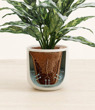 Load image into Gallery viewer, Cotton White stand:all
