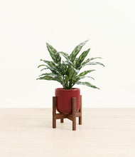 Load image into Gallery viewer, Striped Cherry Red stand:walnut
