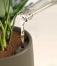 Load image into Gallery viewer, Olive stand:all
