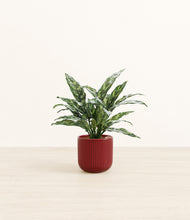 Load image into Gallery viewer, Striped Cherry Red*****Profile
