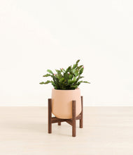 Load image into Gallery viewer, Gentle Pink stand:walnut
