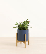 Load image into Gallery viewer, Deep Navy stand:bamboo
