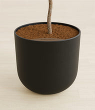 Load image into Gallery viewer, Stone Black stand:all
