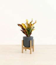 Load image into Gallery viewer, Iron Gray stand:bamboo
