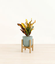 Load image into Gallery viewer, Reactive Aqua stand:bamboo
