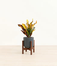 Load image into Gallery viewer, Iron Gray stand:walnut
