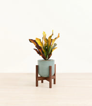Load image into Gallery viewer, Reactive Aqua stand:walnut
