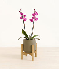 Load image into Gallery viewer, Olive stand:bamboo
