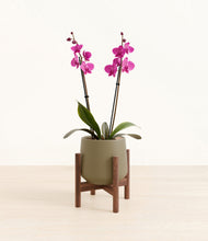 Load image into Gallery viewer, Olive stand:walnut
