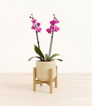 Load image into Gallery viewer, Almond Green stand:bamboo
