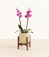 Load image into Gallery viewer, Almond Green stand:walnut
