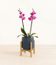 Load image into Gallery viewer, Deep Navy stand:bamboo
