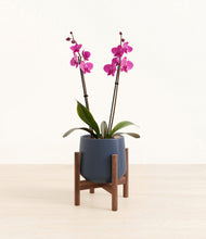 Load image into Gallery viewer, Deep Navy stand:walnut
