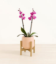 Load image into Gallery viewer, Gentle Pink stand:bamboo
