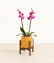 Load image into Gallery viewer, Mustard stand:walnut
