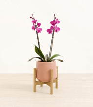 Load image into Gallery viewer, Calm Rose stand:bamboo
