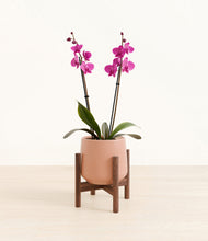 Load image into Gallery viewer, Calm Rose stand:walnut
