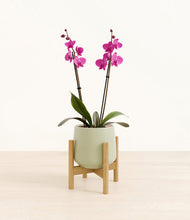 Load image into Gallery viewer, Turquoise stand:bamboo
