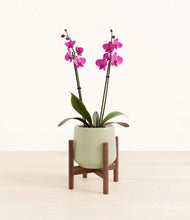 Load image into Gallery viewer, Turquoise stand:walnut
