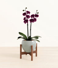 Load image into Gallery viewer, Deep Ocean stand:walnut
