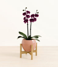 Load image into Gallery viewer, Calm Rose stand:bamboo
