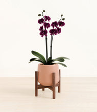 Load image into Gallery viewer, Calm Rose stand:walnut
