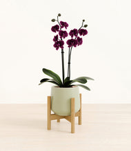 Load image into Gallery viewer, Turquoise stand:bamboo
