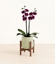 Load image into Gallery viewer, Turquoise stand:walnut
